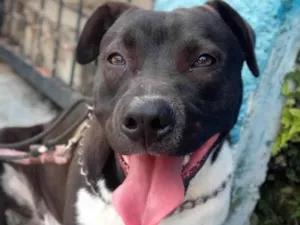 Cachorro raça American bullying  idade 1 ano nome Thor