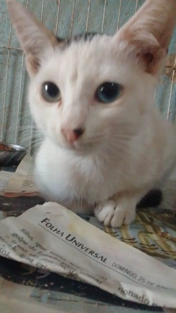 Gato ra a SRD idade 2 a 6 meses nome .