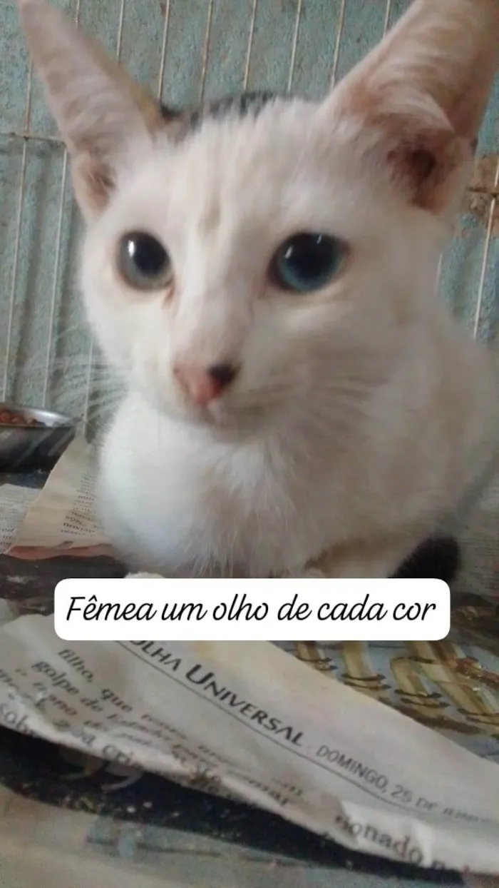 Gato ra a SRD idade 2 a 6 meses nome .