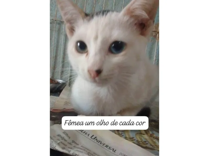Gato ra a SRD idade 2 a 6 meses nome .