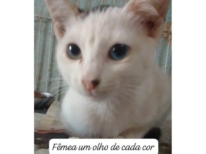 Gato ra a SRD idade 2 a 6 meses nome .