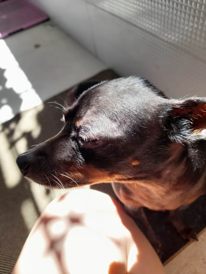 Cachorro ra a Pinscher idade 6 ou mais anos nome Pretinha 