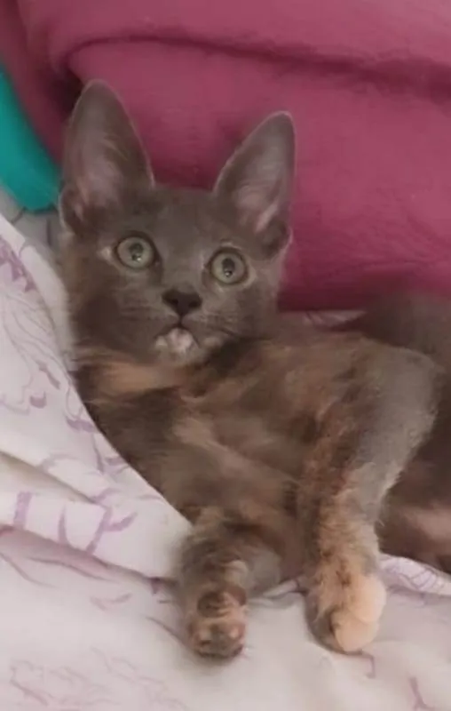 Gato ra a SRD idade 2 a 6 meses nome Gaia