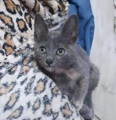 Gato ra a SRD idade 2 a 6 meses nome Gaia