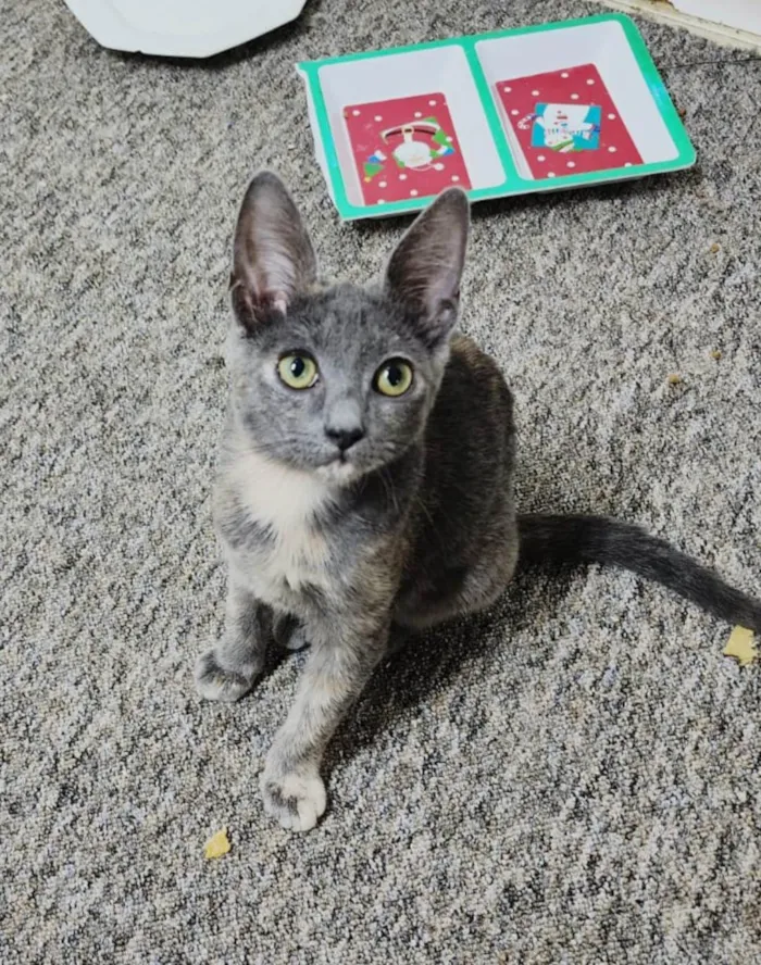 Gato ra a SRD idade 2 a 6 meses nome Gaia