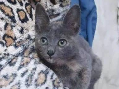 Gato ra a SRD idade 2 a 6 meses nome Gaia