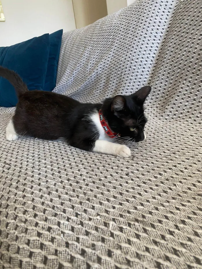 Gato ra a SRD idade 2 a 6 meses nome Mia