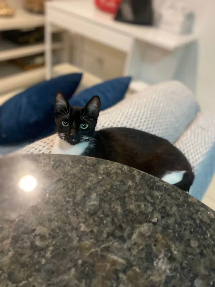 Gato ra a SRD idade 2 a 6 meses nome Mia