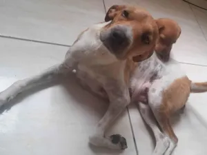 Cachorro raça SRD-ViraLata idade 3 anos nome Estrela