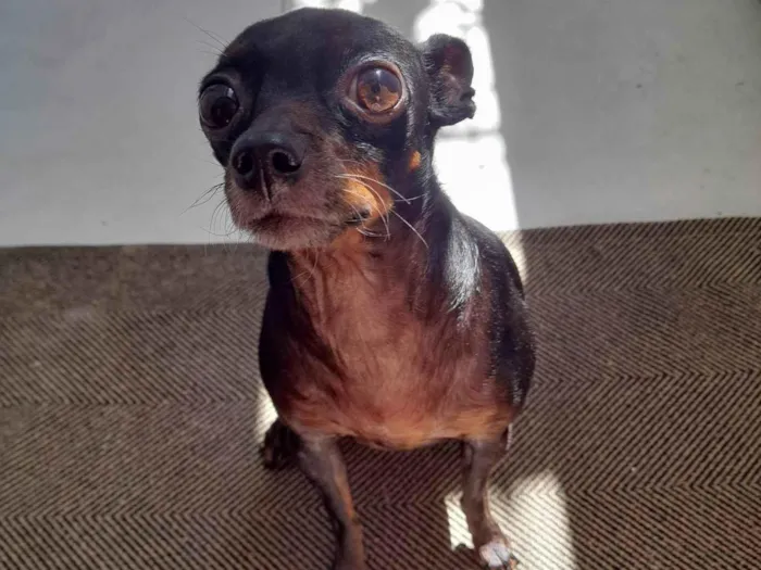 Cachorro ra a Pinscher idade 6 ou mais anos nome Pretinha 