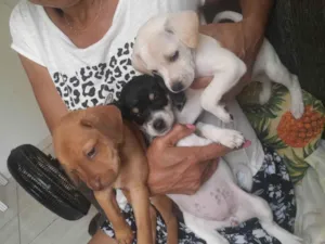 Cachorro raça SRD-ViraLata idade 2 a 6 meses nome Estrela