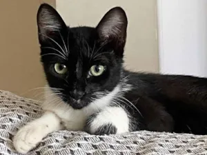Gato raça SRD idade 2 a 6 meses nome Mia