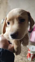 Cookie 