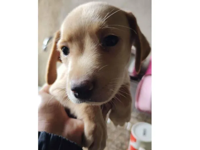 Cachorro ra a SRD-ViraLata idade 2 a 6 meses nome Cookie 