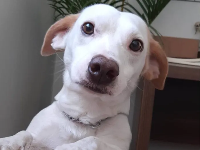 Cachorro ra a Sem raça  idade 1 ano nome Brad Pitt 