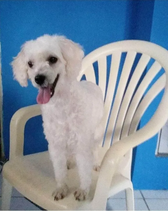 Cachorro ra a Poodle idade 2 anos nome Ameixa