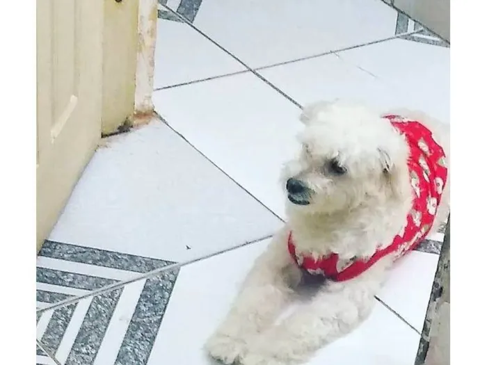 Cachorro ra a Poodle idade 2 anos nome Ameixa