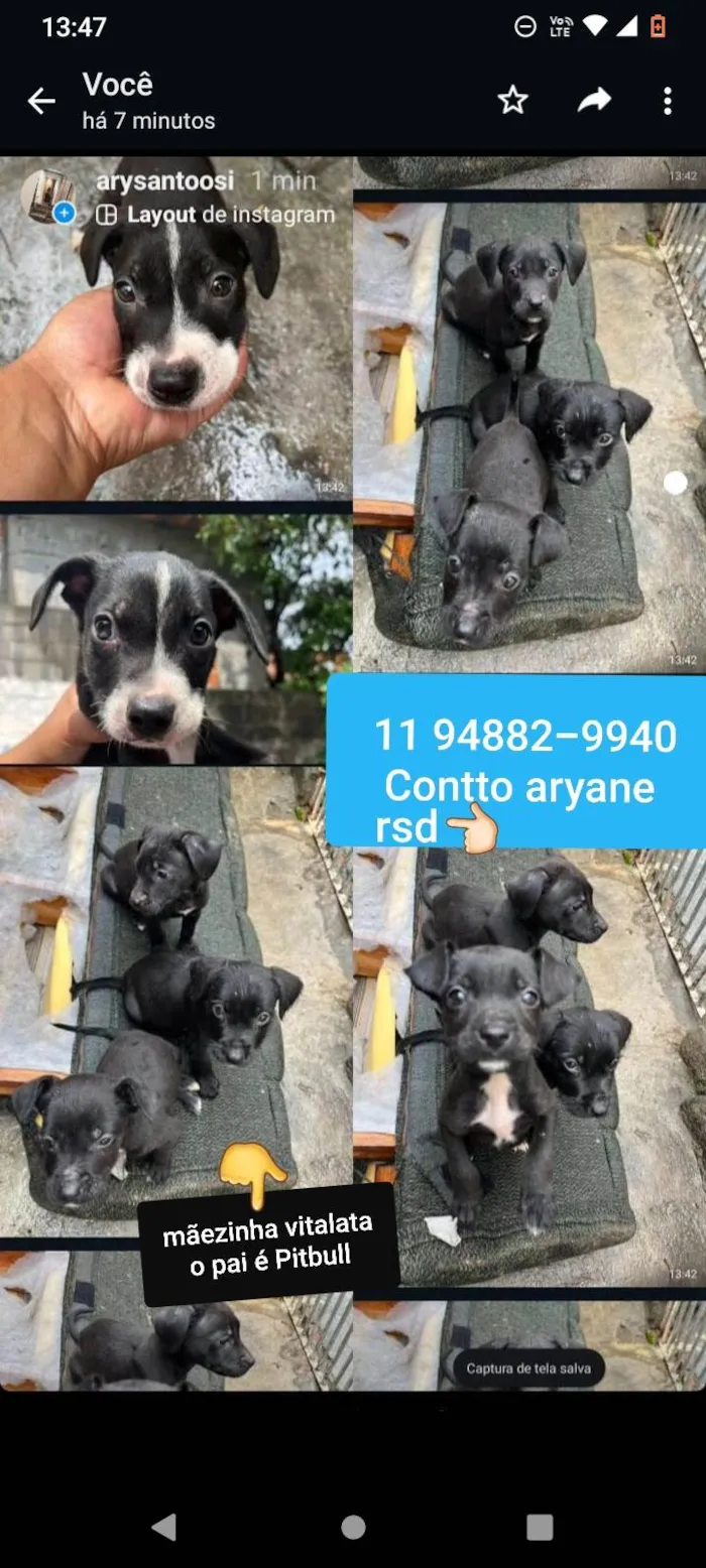 Cachorro ra a SRD-ViraLata idade 2 a 6 meses nome Bruce, nico e flora