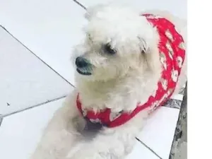 Cachorro raça Poodle idade 2 anos nome Ameixa