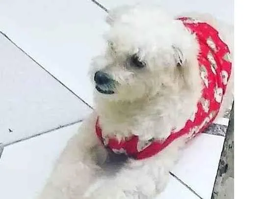 Cachorro ra a Poodle idade 2 anos nome Ameixa