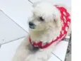 Ameixa