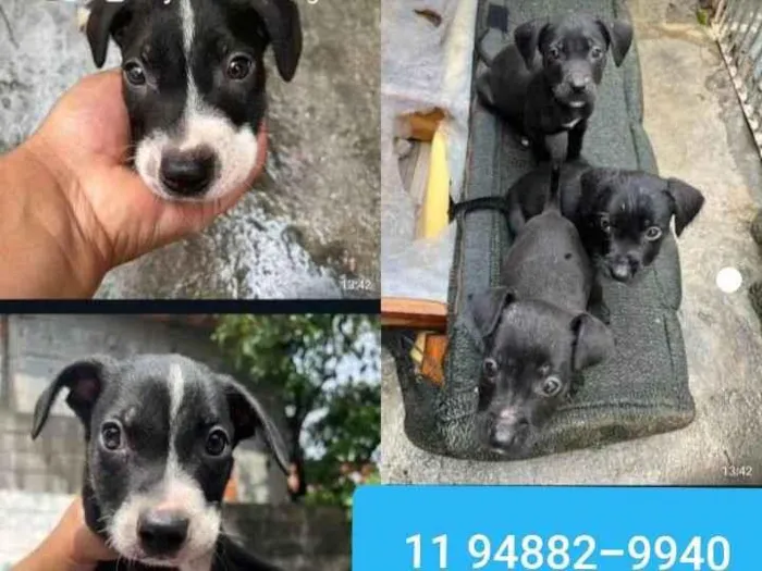 Cachorro ra a SRD-ViraLata idade 2 a 6 meses nome Bruce, nico e flora