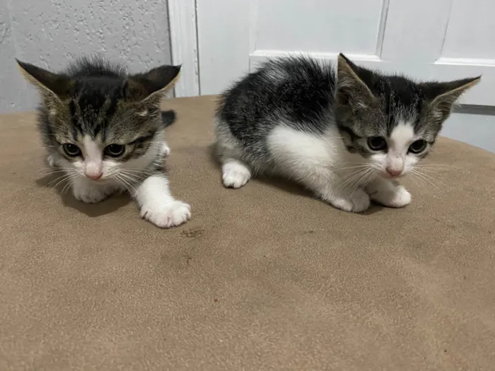 Gato ra a  idade Abaixo de 2 meses nome Ainda não possuem 