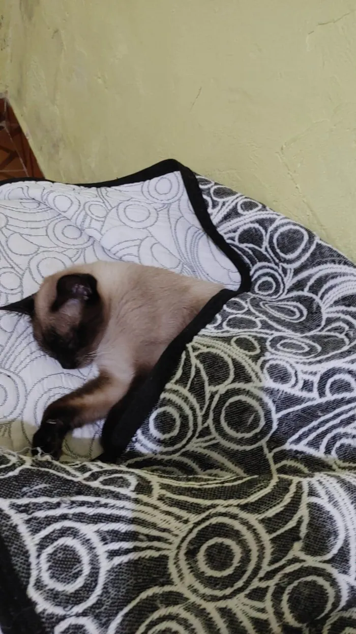 Gato ra a Seamesa  idade 7 a 11 meses nome Nina 