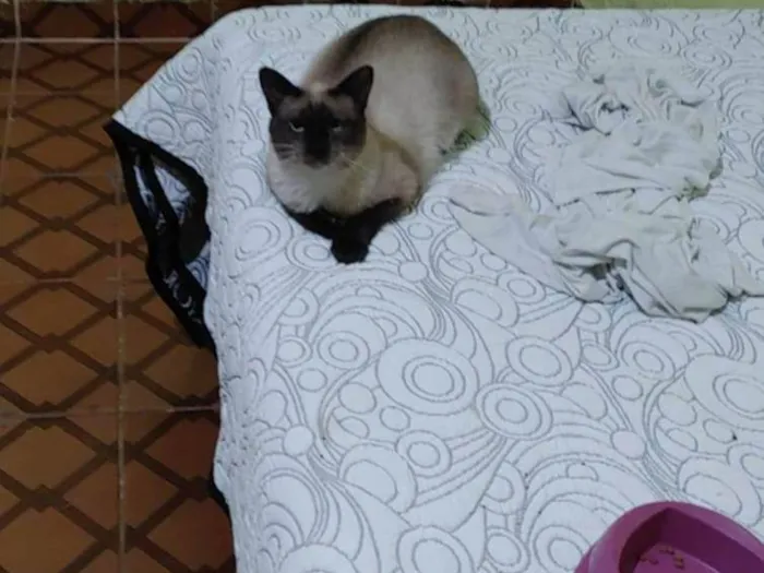 Gato ra a Seamesa  idade 7 a 11 meses nome Nina 