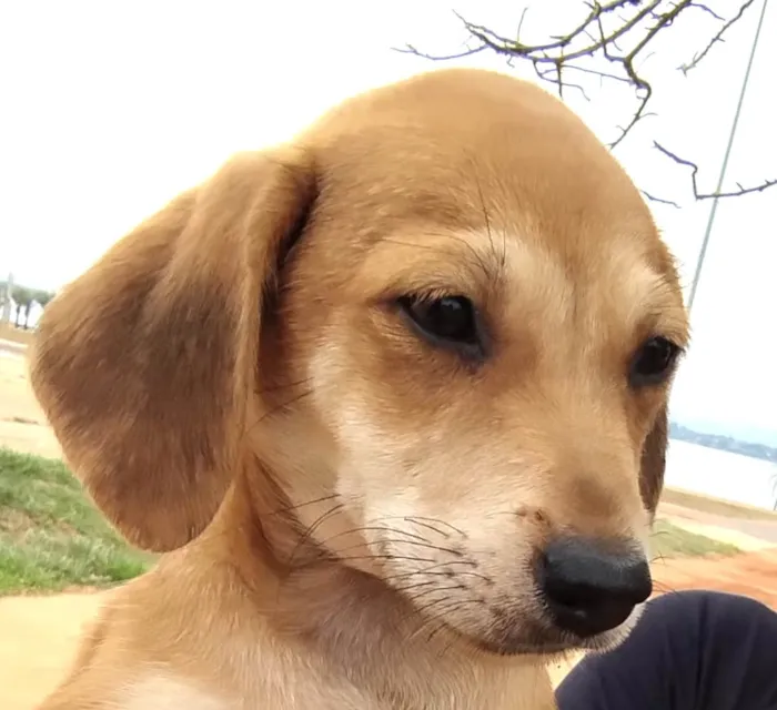 Cachorro ra a Mestico  idade 2 a 6 meses nome Marley 