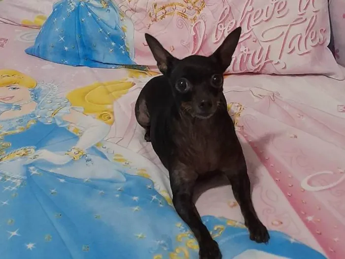 Cachorro ra a Pinscher idade 6 ou mais anos nome Pretinha 