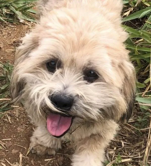 Cachorro ra a Mestico  idade 7 a 11 meses nome Bob 