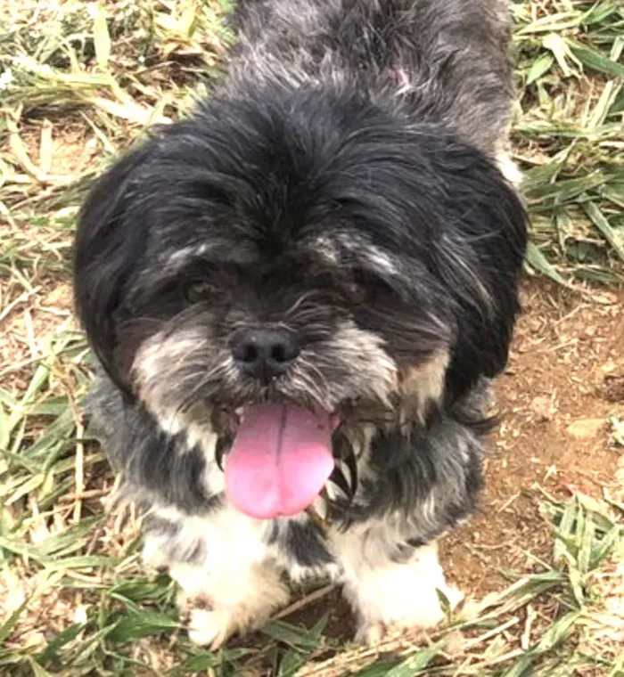Cachorro ra a Mestico  idade 7 a 11 meses nome Júnior 
