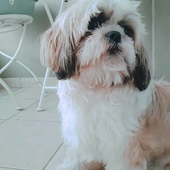 Cachorro ra a Shitzu idade 7 a 11 meses nome Kakau 