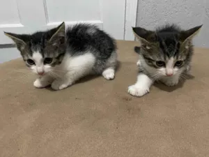 Gato raça  idade Abaixo de 2 meses nome Ainda não possuem 