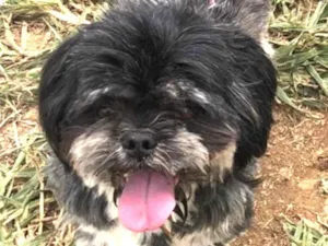 Cachorro raça Mestico  idade 7 a 11 meses nome Júnior 