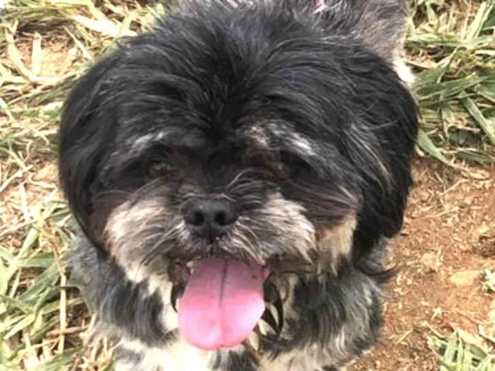 Cachorro ra a Mestico  idade 7 a 11 meses nome Júnior 