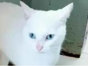 Gato raça SRD-ViraLata idade 1 ano nome MINGAU