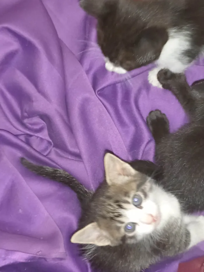 Gato ra a Sem raça  idade Abaixo de 2 meses nome Sapeca