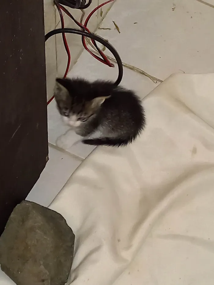 Gato ra a Sem raça  idade Abaixo de 2 meses nome Sapeca