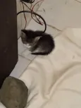 Sapeca