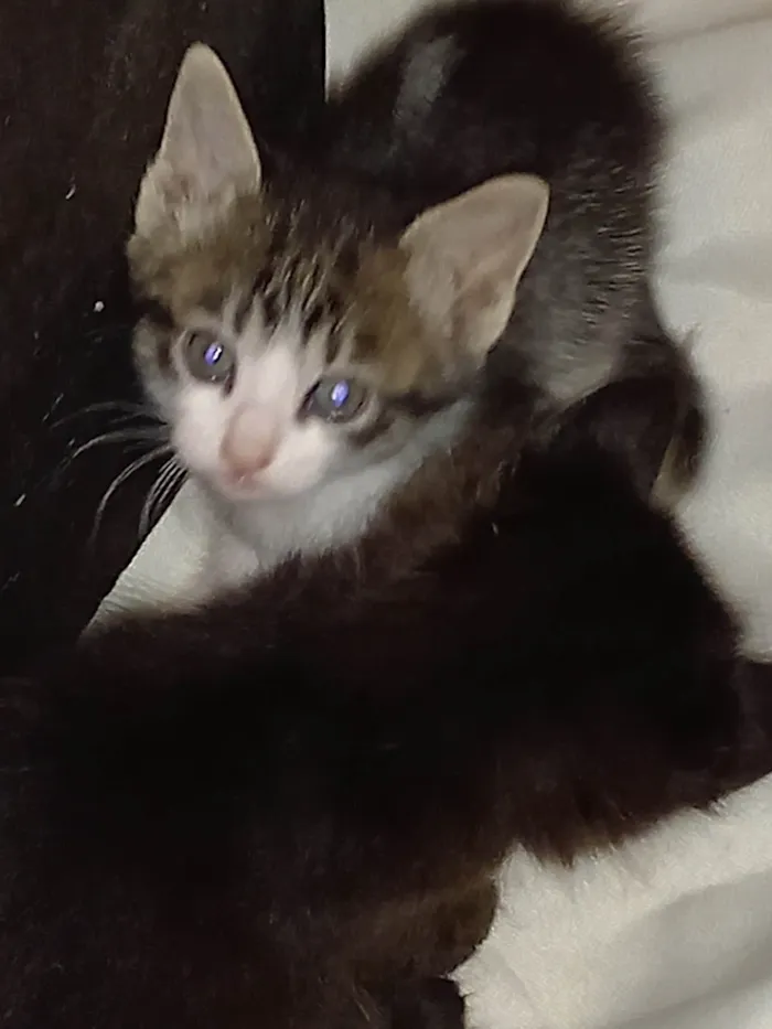 Gato ra a Sem raça  idade Abaixo de 2 meses nome Sapeca