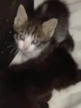Sapeca