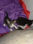 Sapeca