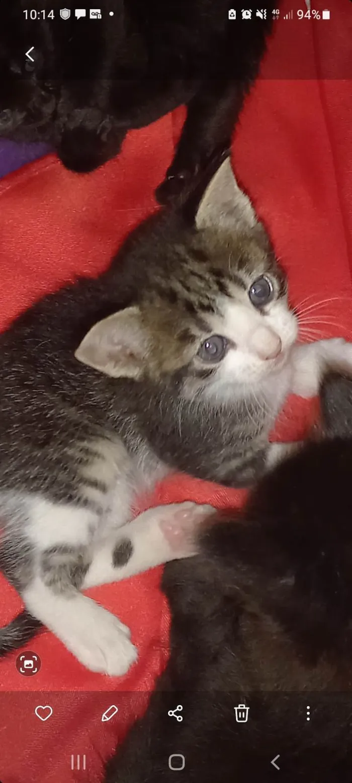 Gato ra a Sem raça  idade Abaixo de 2 meses nome Sapeca