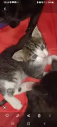Sapeca