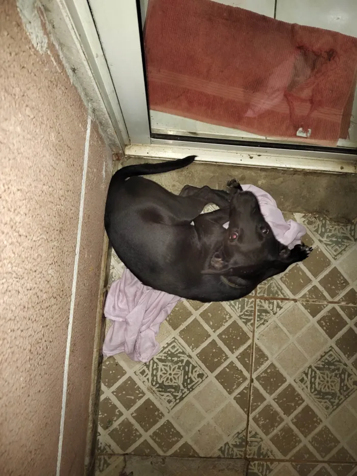 Cachorro ra a SRD-ViraLata idade 1 ano nome Pantera 
