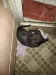 Pantera