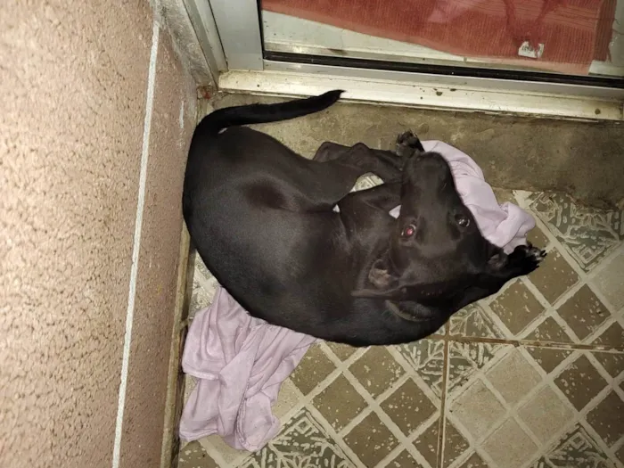 Cachorro ra a SRD-ViraLata idade 1 ano nome Pantera 