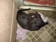 Pantera